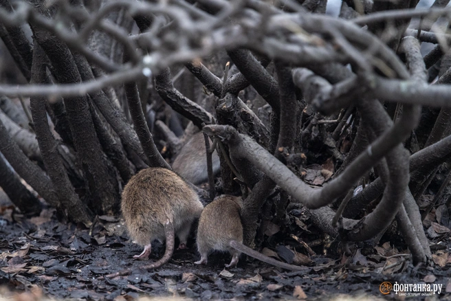 Крыс в городе замечают все чаще | Источник: Михаил Огнев / FONTANKA.RU