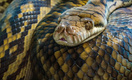 Котлеты из змеи: экологи предложили разводить два вида питонов для производства мяса