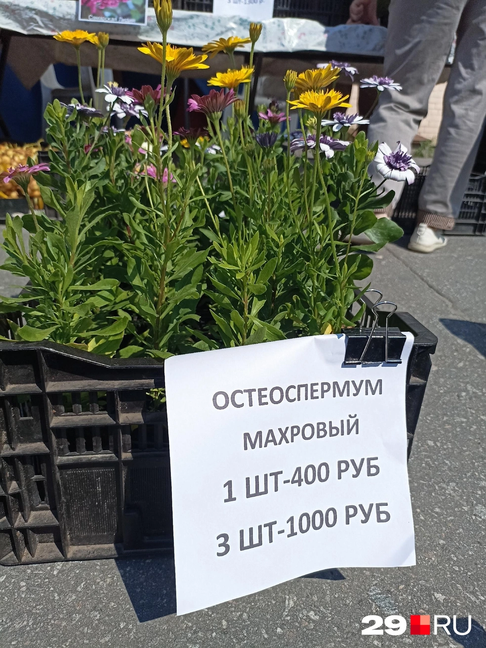 Источник: Иван Митюшёв / 29.RU
