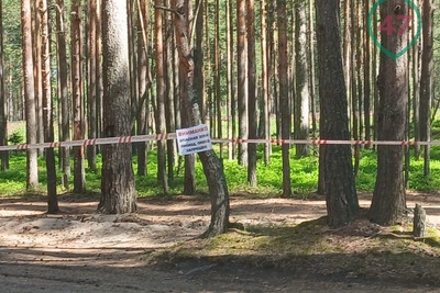 У поселков Большая Ижора и Лебяжье закрыли лес