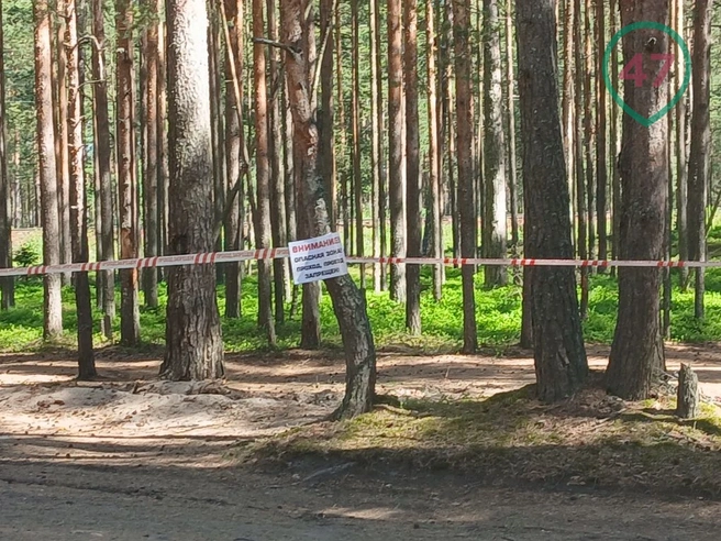 У поселков Большая Ижора и Лебяжье запретили вход в лес | Источник: 47news