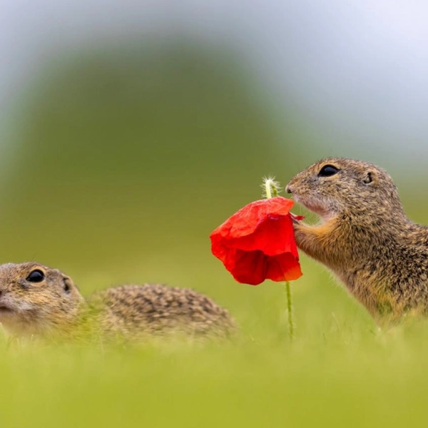 Финалист в номинации «Дикие животные» | Источник: Kim Ritthagen / 1839 Awards Photographer of the Year 2025