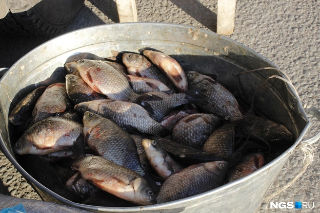 Свежевыловленные караси на ярмарке | Источник: Стас Соколов / NGS.RU