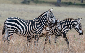 Найдено объяснение окраски зебр