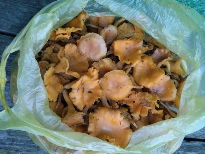 Пакет лисичек, собранный 6 декабря в Некрасовском районе. | Источник: Лариса Грязнова, «Грибы Ярославской области» / Vk.com