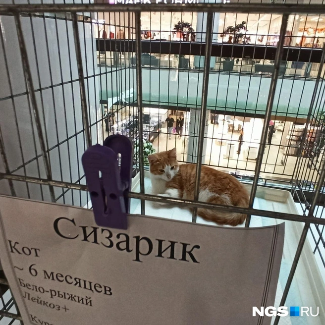 Малыш Сизарик держит головку немного набок | Источник: Рихарда Лем / NGS.RU
