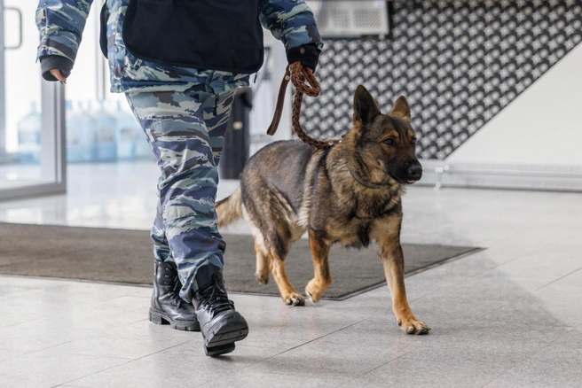 В Петербурге женщина похитила кота Барбоссу. Для его поисков потребовался обыск | Источник: Алексей Волхонский / V1.RU