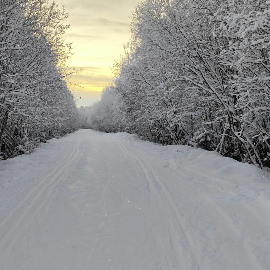 Елки украшены, а снега нет: когда в центральную часть России придет настоящая зима?