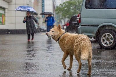 Снег и дождь ожидаются в Сахалинской области 22 апреля