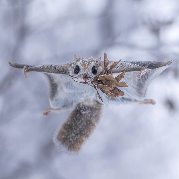 Источник: Hiroki Takahashi / International Photography Awards 2025