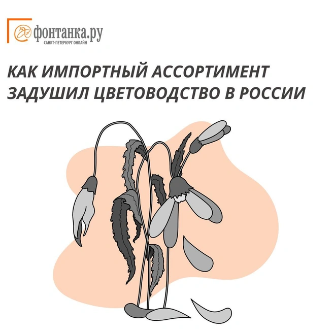 Почему так дорого?! Как цветы в России завязаны на импорте | www.fontanka.ru