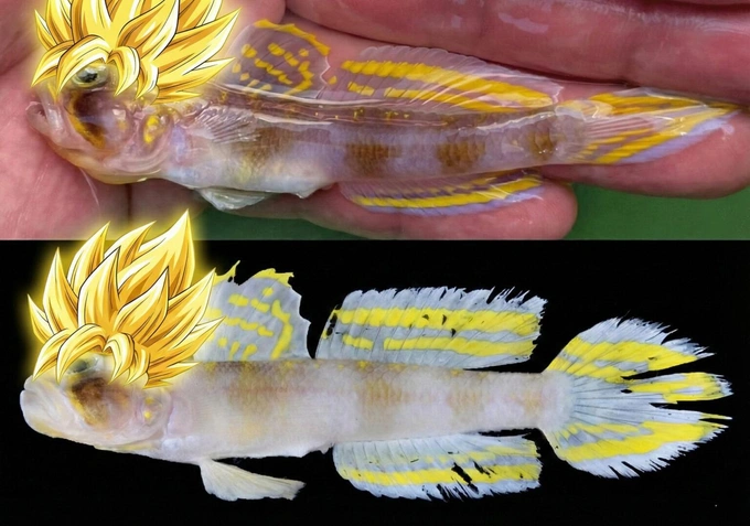 Взгляните на «солнечного» бычка, живущего на глубине 200 метров в Тихом океане. Вот почему он такой яркий