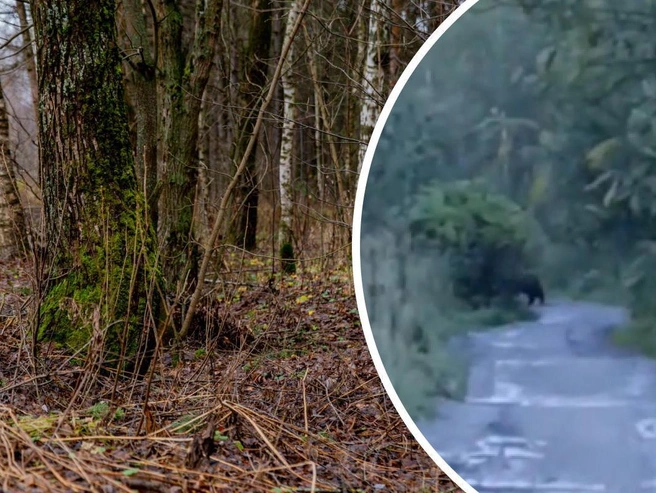 В Рыбинском районе местные жители выражают тревогу из-за медведя, замеченного вблизи поселка | Источник: Александра Мамонтова, Александр Бокарев