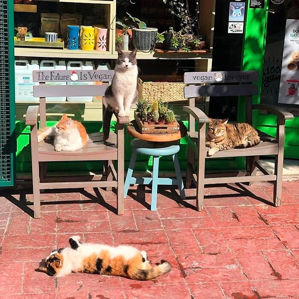 Источник: istanbulcatsofficial