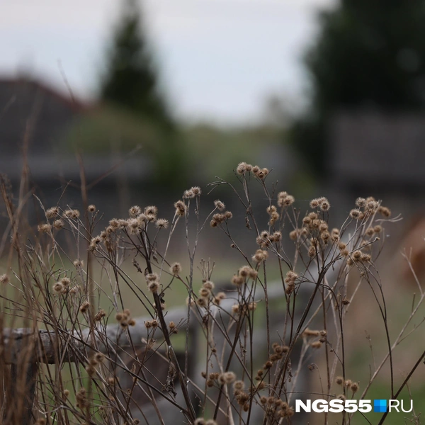 Огороды зарастают сорняками | Источник: Евгений Софийчук / NGS55.RU