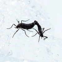 Приятного аппетита: единственное насекомое Антарктиды с удовольствием пообедало микропластиком