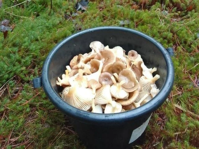 Ведерко гигрофор из Егорьевского округа | Источник: Виктор Юрцовский / Грибы в Подмосковье 2025 / VK.com