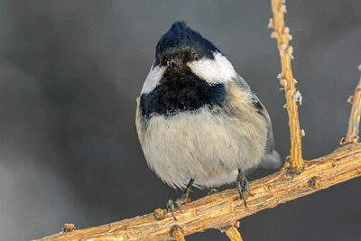 Unusual Black Tit Spotted in Omsk - Adorable Images