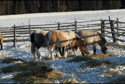 Якутия возглавляет рейтинг по поголовью лошадей
