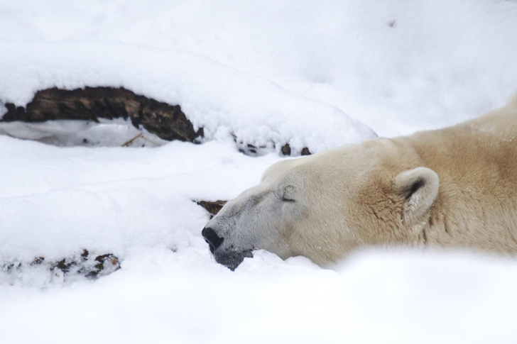 Белый медведь отдыхает на снегу в Венском зоопарке