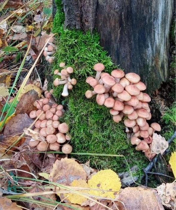 Свежий урожай этой осени. Эти опята массово росли в Нижнетавдинском районе | Источник: читатель 72.RU