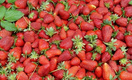 Роспотребнадзор изымает ягоды, закупленные в ЕС