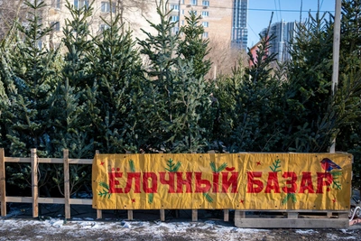 В Мурманске начали работу новогодние елочные базары