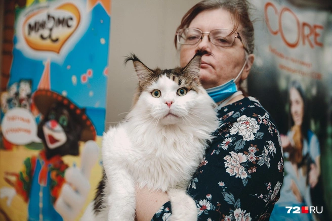 Мейн-кун — компанейская порода, поэтому легко идет на контакт не только с людьми, но и собаками