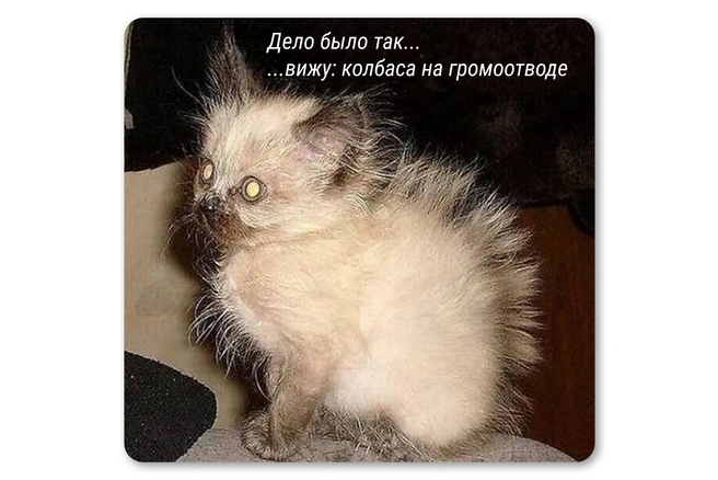 Соблазн был слишком велик | Источник: Мария Романова / Городские медиа