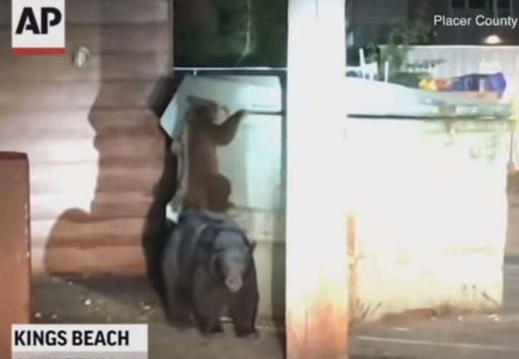 В Калифорнии медведи устроили настоящую спасательную операцию, чтобы достать упавшего в мусорный бак собрата (видео)