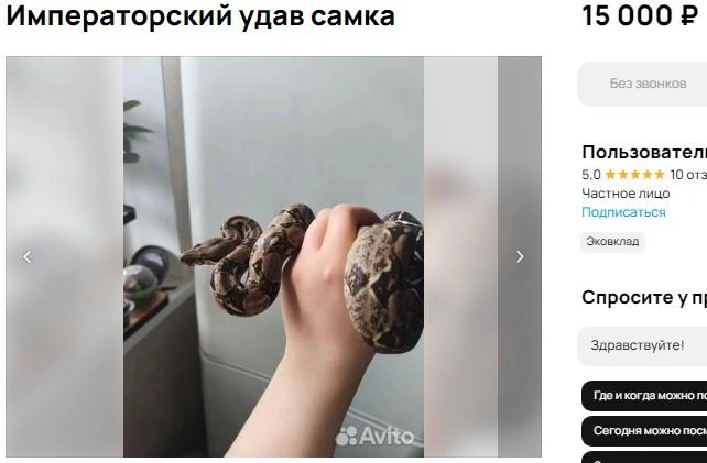 Источник: сайт объявлений