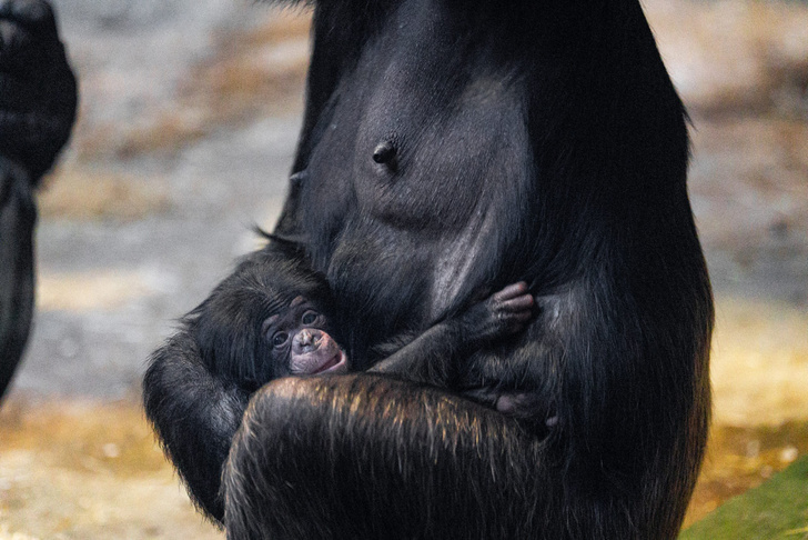 В Честерском зоопарке родился самый редкий в мире шимпанзе — посмотрите, как выглядит малыш