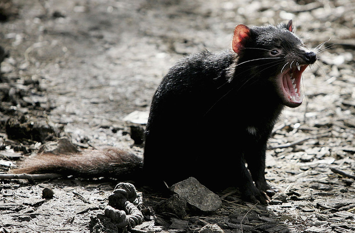 «Смешали несовместимое»: 10 самых необычных животных