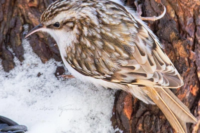 Пищуха в Петербурге переняла повадки поползня