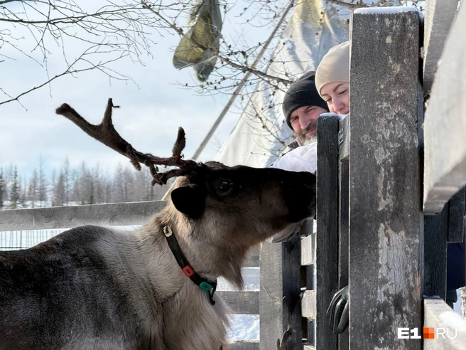 Олени — одни из самых добрых животных на свете! | Источник: Анастасия Баранова / E1.RU