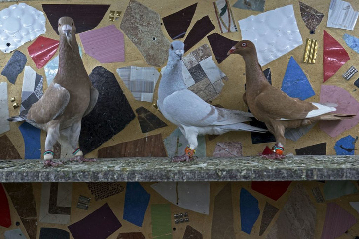 Птица-навигатор: 7 историй о голубиной почте