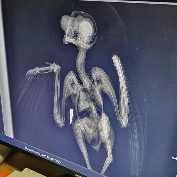 Источник: Защитники Отечества | Ленинградская область