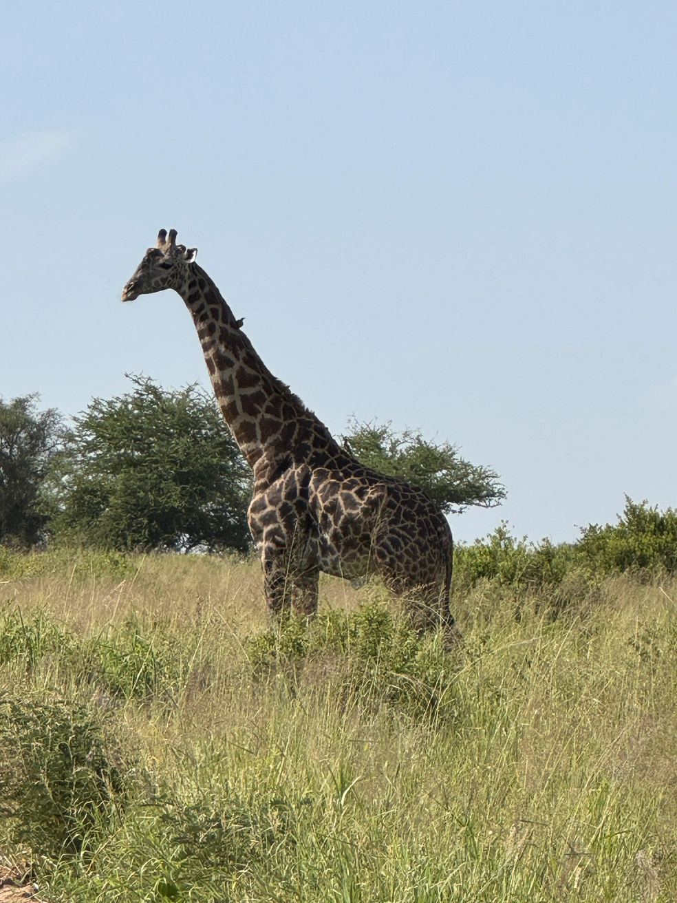 Жирафы на туристов внимания почти не обращают | Источник: Эрдня / Личный архив