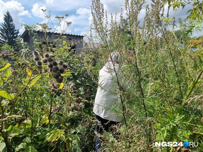 Светлана Подчасова скрывается за бурьяном на пути к уличной уборной | Источник: Светлана Чернушевич / NGS24.RU