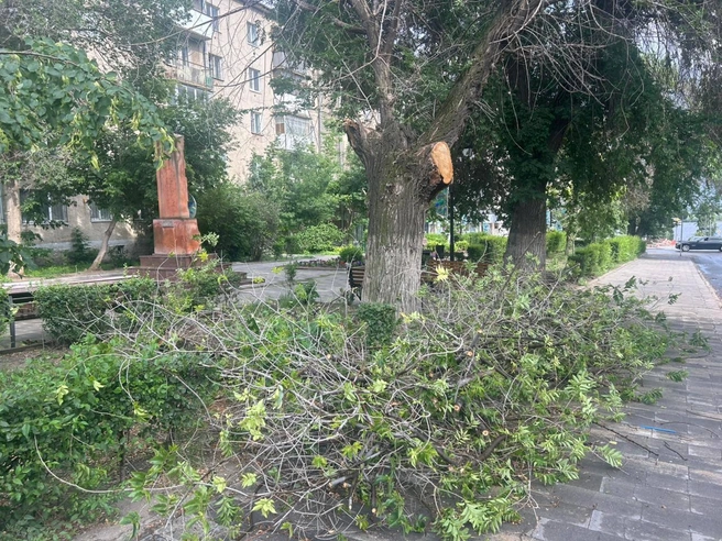 Возможно, девушку травмировало этой веткой | Источник: СУ СК по Саратовской области