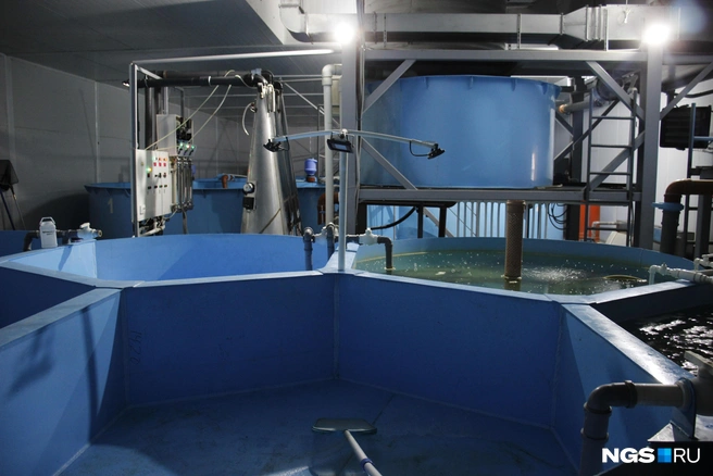 Рыба содержится в больших пластиковых бассейнах — всего их 16 | Источник: Стас Соколов/NGS.RU