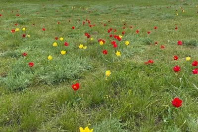Волгоградский фотограф запечатлел цветущую тюльпанами степь