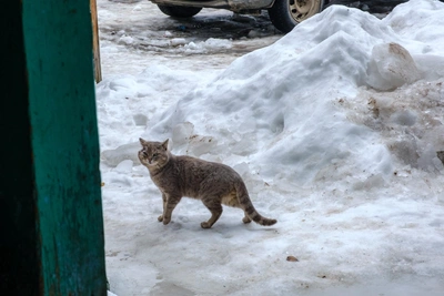 Запрет митингов, рост цен на мясо и сбитый дрон в Татарстане