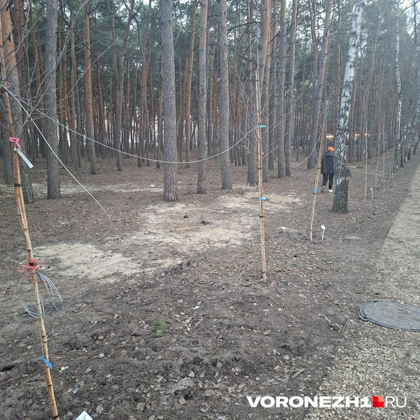 Источник: Алёна Воропаева / Voronezh1.ru