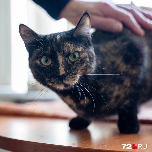 Источник: Илья Чикотин / 72.RU