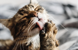 А вы и не знали: почему у кошек на самом деле такой шершавый и грубый язык