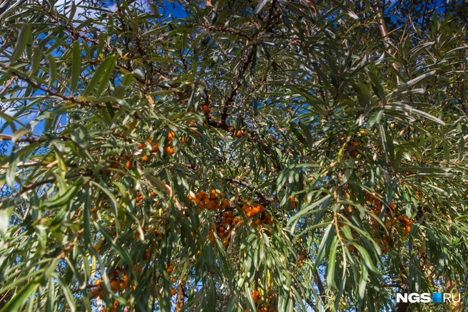 Важно помнить: термообработка разрушает часть витамина C, поэтому свежая облепиха или быстрозамороженная — лучший выбор | Источник: Ольга Бурлакова / NGS.RU