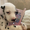 userpic__Лапуля Динуля