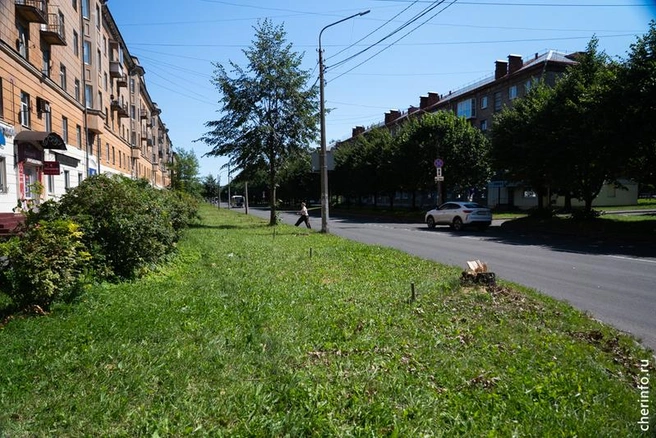 Источник: st.cherinfo.ru