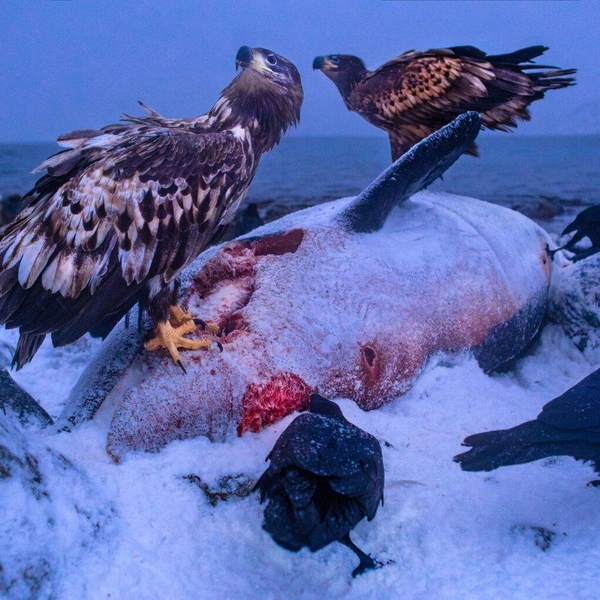 Второе место в номинации «Птицы» | Источник: Audun Rikardsen / European Wildlife Photographer of the Year 2025
